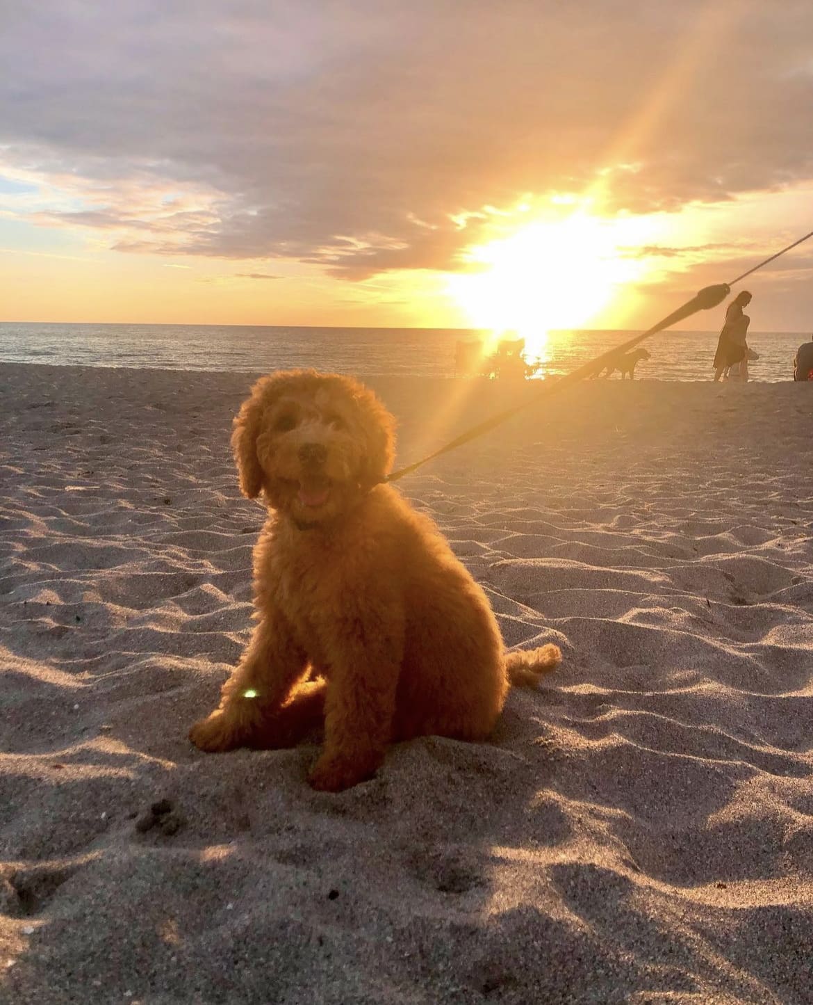 Brohard Beach and Paw Park